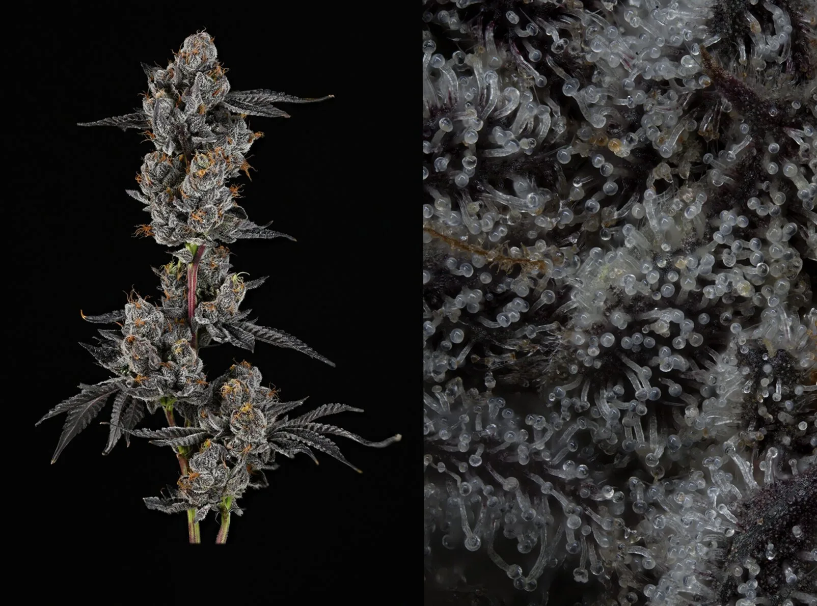 ZTopia - Cultivated by PowrHouse (Synganics Recipe) - Photography by Josh Monthei
