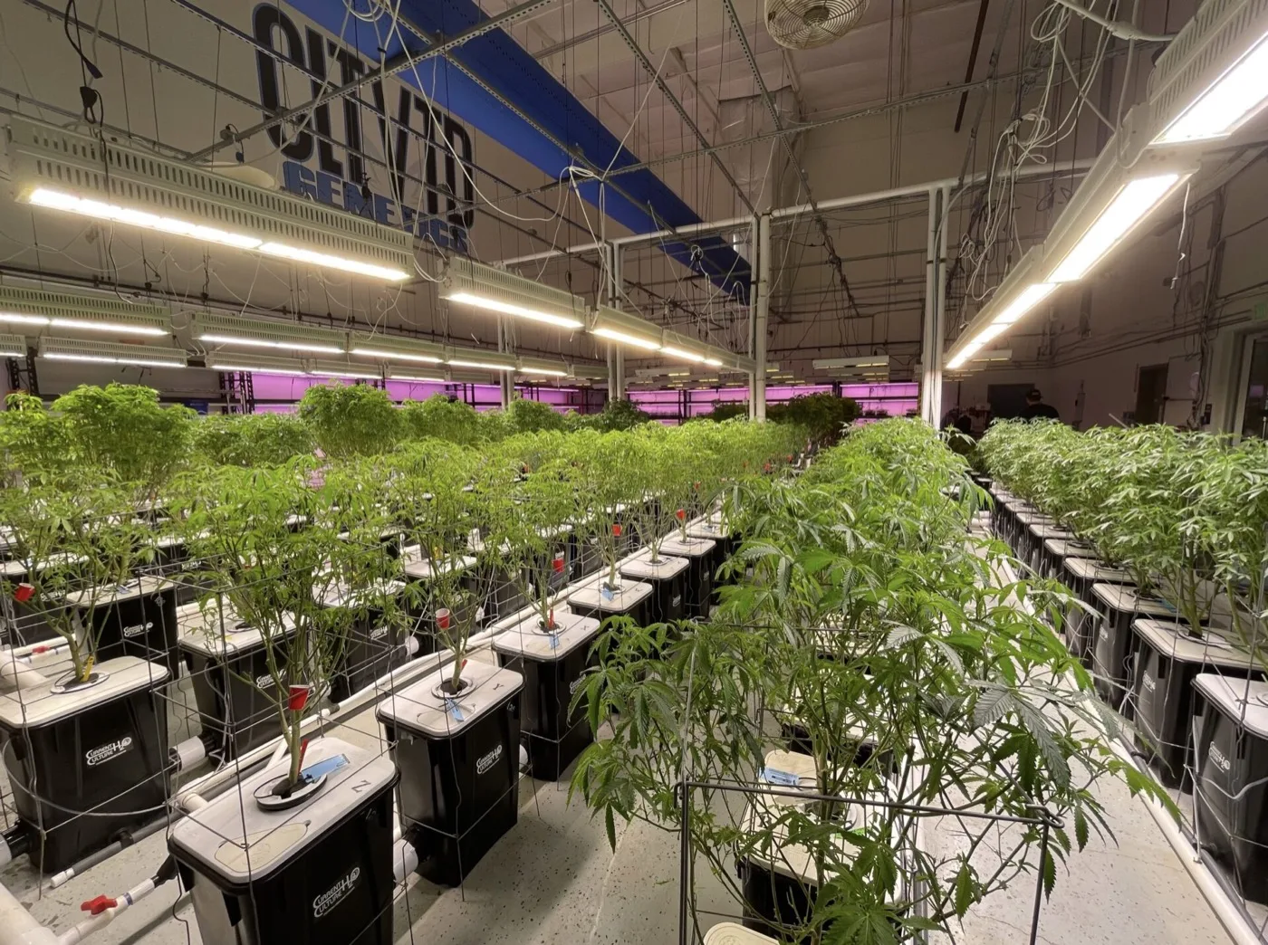 Cannabis Nursery Cultivation Optimization