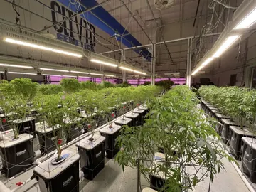 Mother room at CLTVTD Genetics