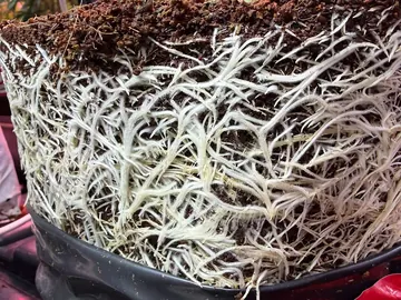 Root ball removed from its container showing dense white roots through the full depth of the medium