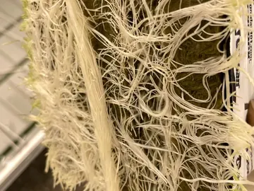 Hand holding a rockwool cube with white roots emerging from all sides