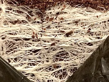 White roots spread across the surface of a slab beneath a layer of coco substrate