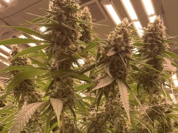 Cannabis canopy at GB Sciences