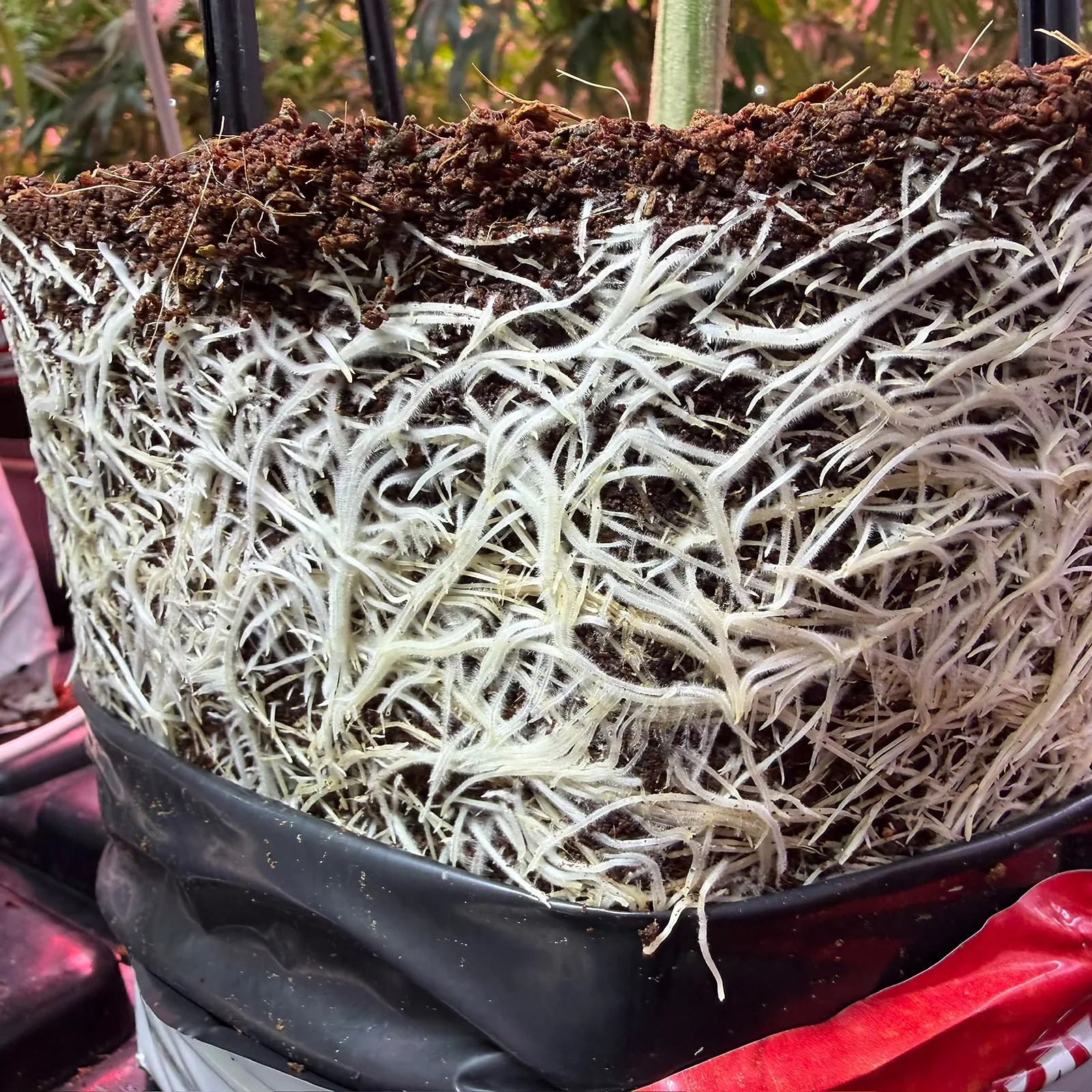 Root ball removed from its container showing dense white roots through the full depth of the medium