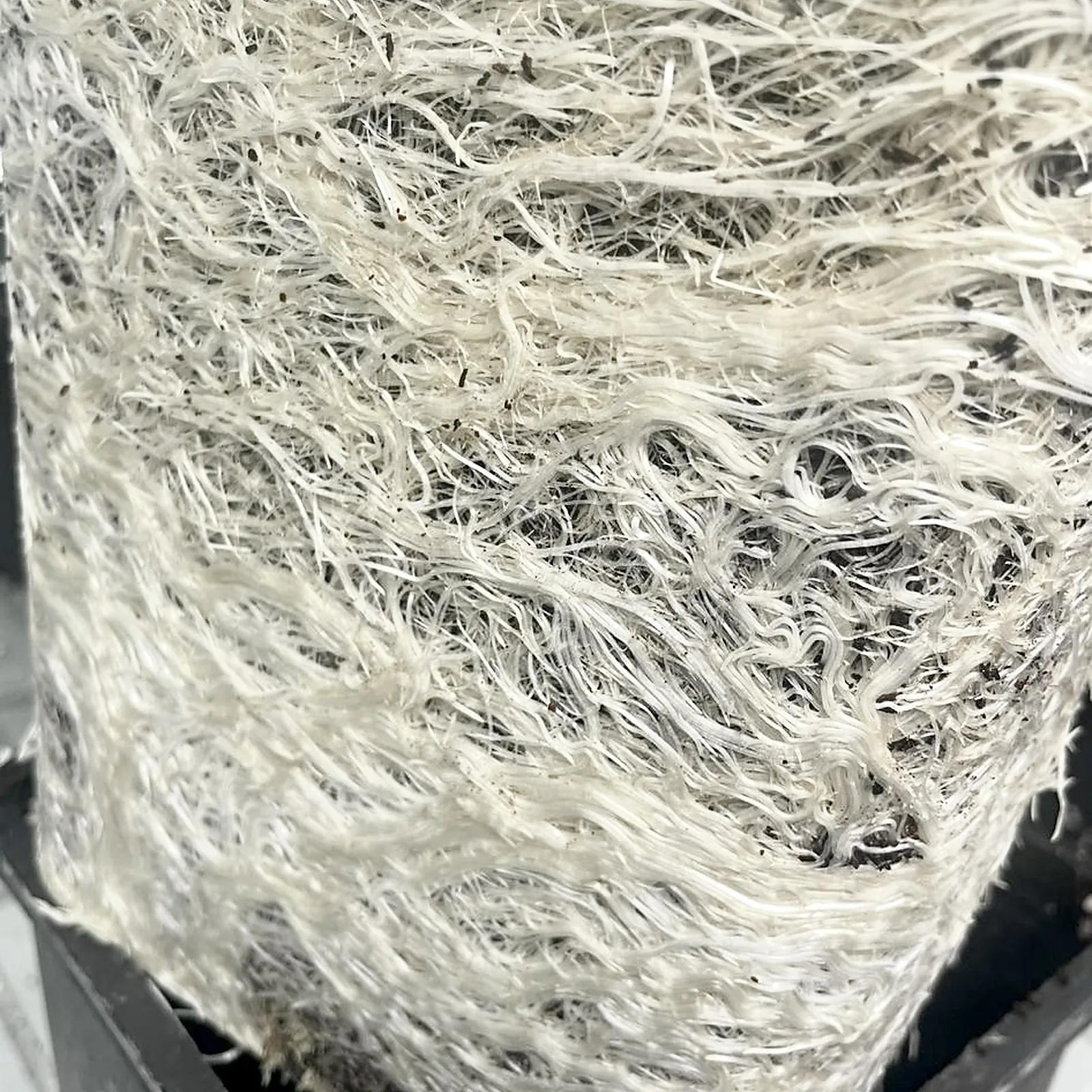Close-up of dense white root hairs covering the outer face of a growing block