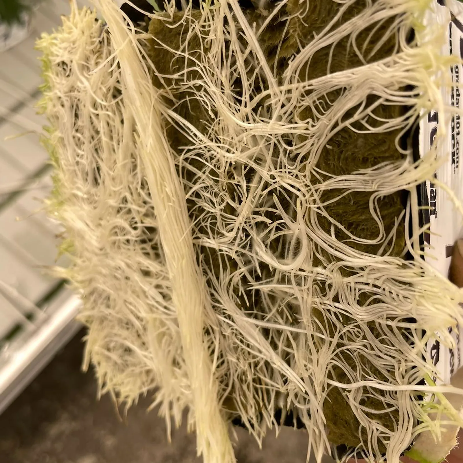 Hand holding a rockwool cube with white roots emerging from all sides
