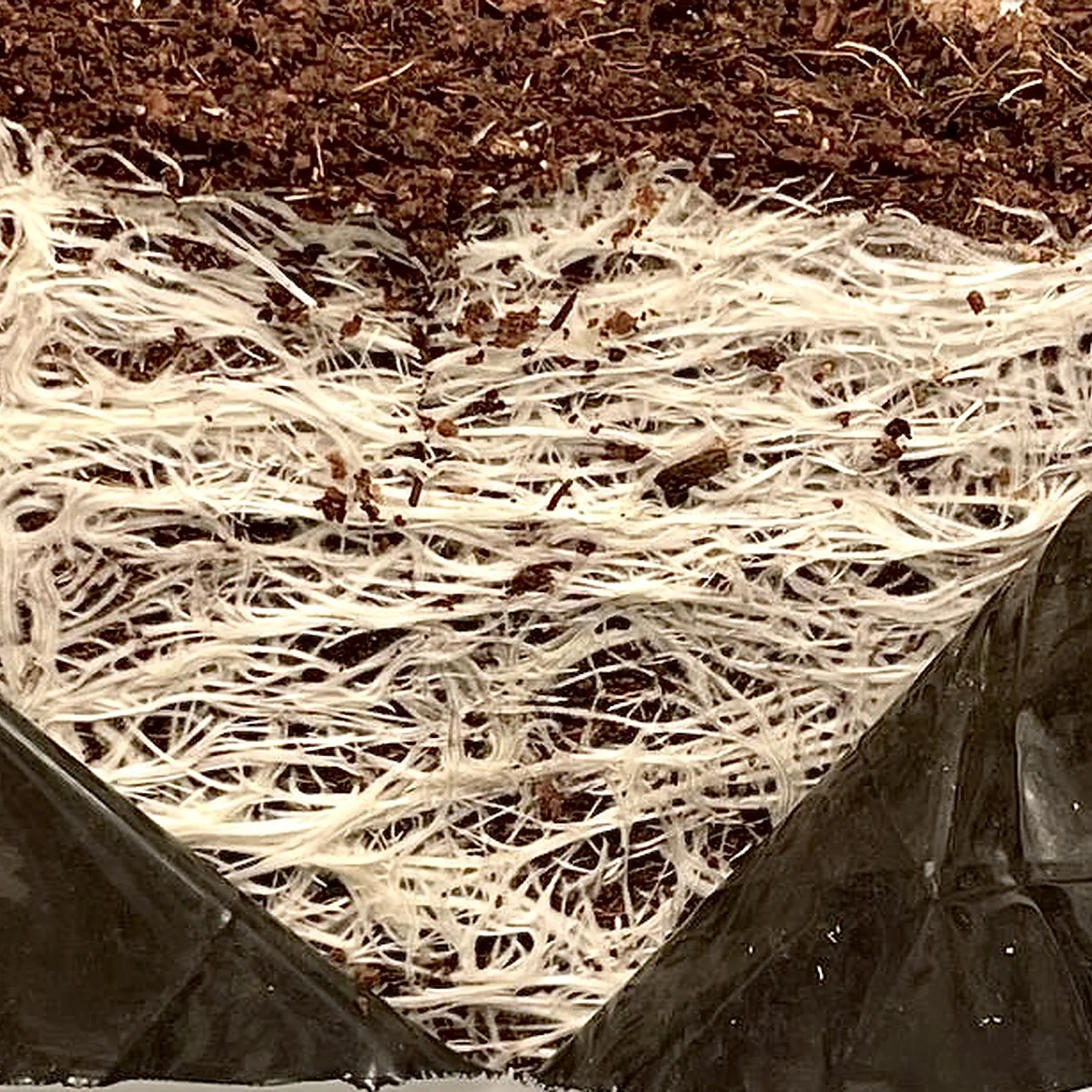 White roots spread across the surface of a slab beneath a layer of coco substrate